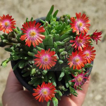 Delosperma Hardy Red Delosperma Hardy Red