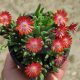 Delosperma Hardy Red