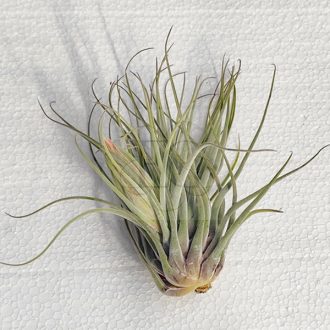 Tillandsia velickiana var. Oaxacana/XL