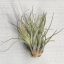 Tillandsia velickiana var. Oaxacana/XL