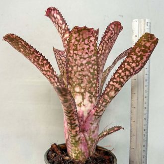 Billbergia Apocalypse