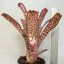 Billbergia Apocalypse