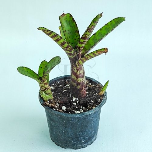 Neoregelia Lilliputiana