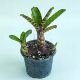 Neoregelia Lilliputiana