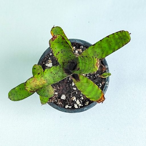 Neoregelia Lilliputiana