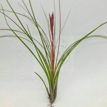 Tillandsia Festucoides L Tillandsia Festucoides L