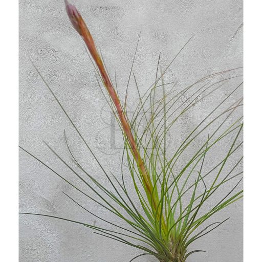 Tillandsia Festucoides L
