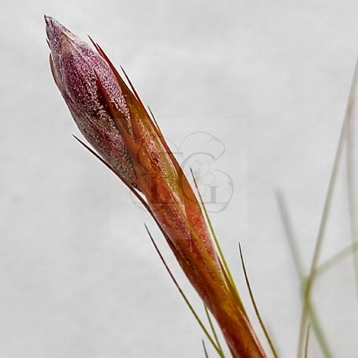Tillandsia Festucoides L