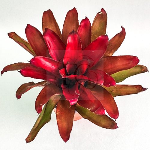 Neoregelia Ho Cu Le 