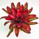 Neoregelia Ho Cu Le 