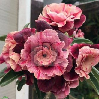 Adenium obesum "Adriana" (TQC40)-M méret