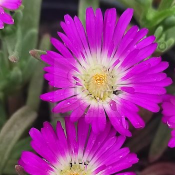 Delosperma Sutherlandii Delosperma Sutherlandii