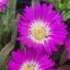 Delosperma Sutherlandii