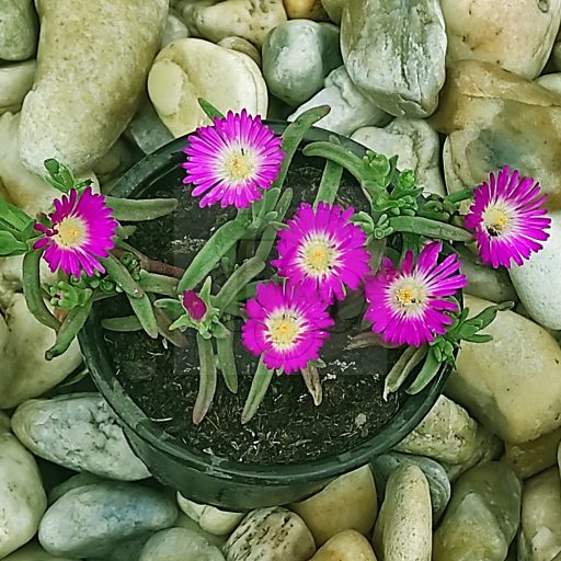 Delosperma Sutherlandii