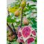 Ficus carica/Füge "Perretta" 