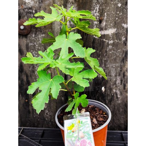 Ficus carica/Füge "Perretta" 