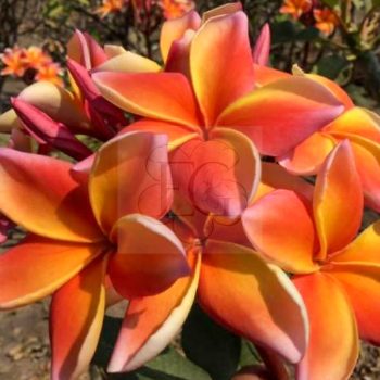 Plumeria rubra "Aurora Australis" (NUI)
