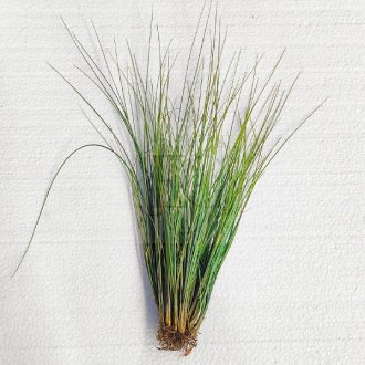 Tillandsia Remota Clump