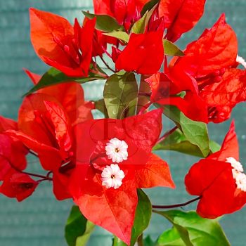 Bougainvillea "Flame" Bougainvillea "Flame"