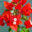 Bougainvillea "Flame"