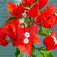 Bougainvillea "Flame"