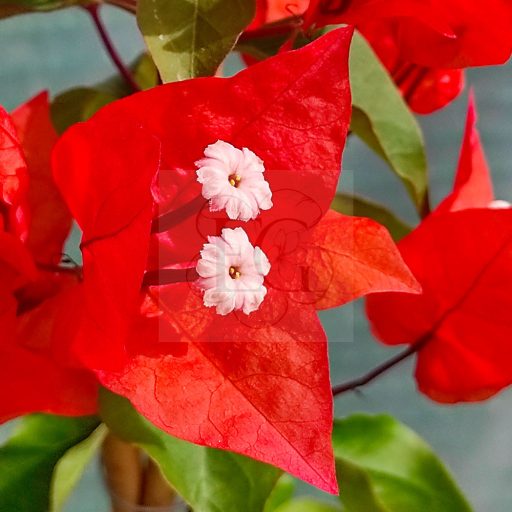 Bougainvillea "Flame"