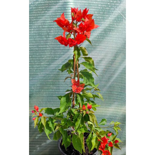 Bougainvillea "Flame"