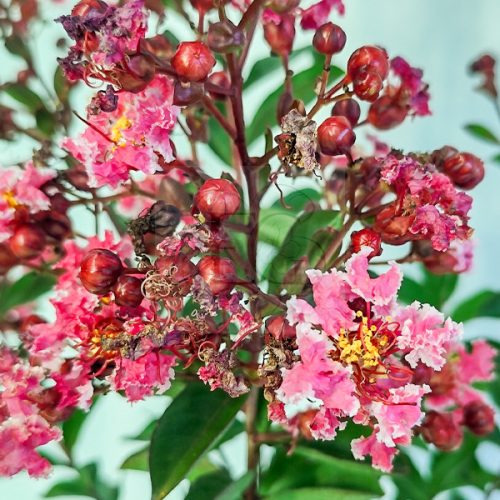 Lagerstroemia "Berlingot Menthe"-Kínai selyemmirtusz