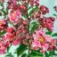 Lagerstroemia "Berlingot Menthe"-Kínai selyemmirtusz