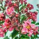 Lagerstroemia "Berlingot Menthe"-Kínai selyemmirtusz