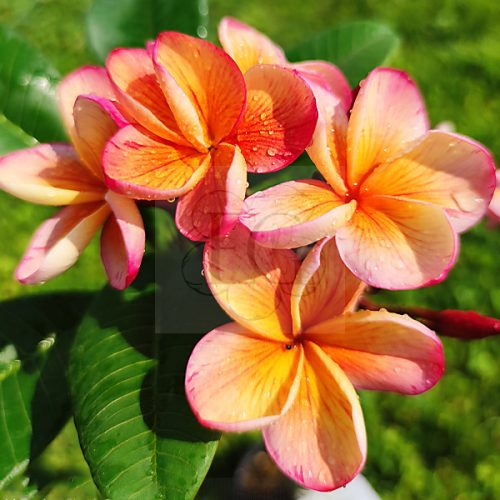 Plumeria rubra "Desert Sunrise" JJ