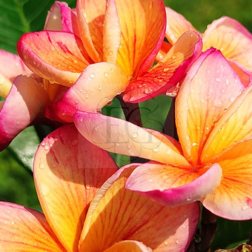 Plumeria rubra "Desert Sunrise" JJ