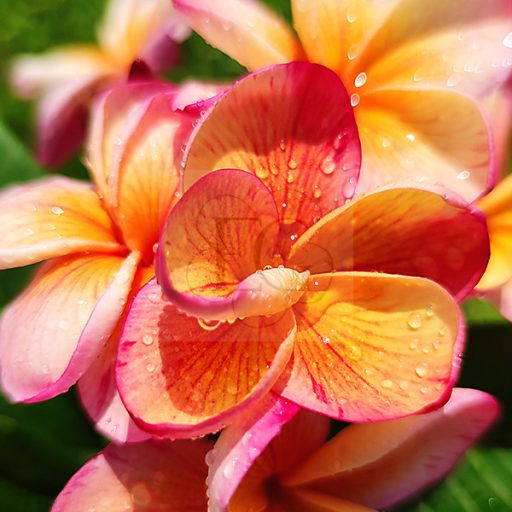 Plumeria rubra "Desert Sunrise" JJ
