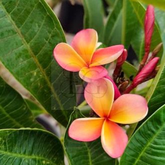 Plumeria rubra "JL Compact Peach" JL