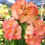 Euphorbia milii "Phet Ra Char" (A99)