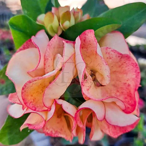 Euphorbia milii "Phet Ra Char" (A99)