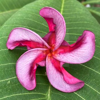 Plumeria rubra "CL Purple" CL Plumeria rubra "CL Purple" CL
