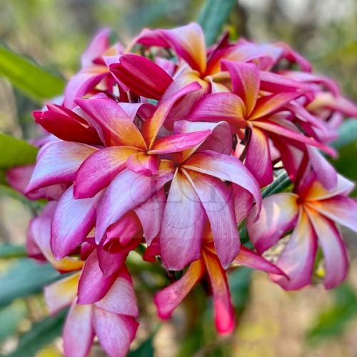 Plumeria rubra "California Sally" magok