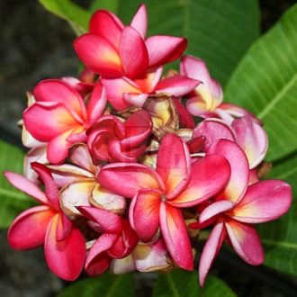 Plumeria rubra "Duke" 