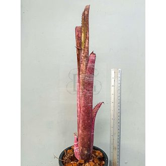Billbergia La Vie en Rose