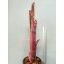 Billbergia La Vie en Rose