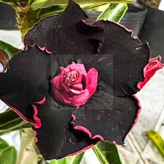 Adenium obesum "Queen Black Pink"
