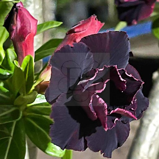 Adenium obesum "Queen Black Pink"