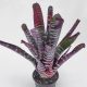 Aechmea Chantinii Hybrid Red/L