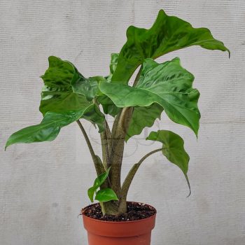 Alocasia Low Rider Alocasia Low Rider