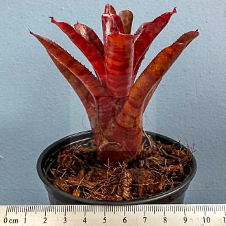 Neoregelia Punctate Red 