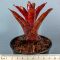 Neoregelia Punctate Red 