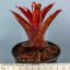 Neoregelia Punctate Red 
