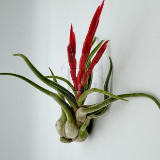 Tillandsia Caput Medusae/L