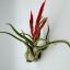 Tillandsia Caput Medusae/L